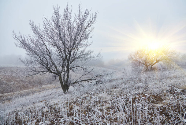 Una escena mística de principios del invierno revelando su magia a través de la niebla, mientras los elementos de la naturaleza se entrelazan en una danza etérea. - Foto, Imagen