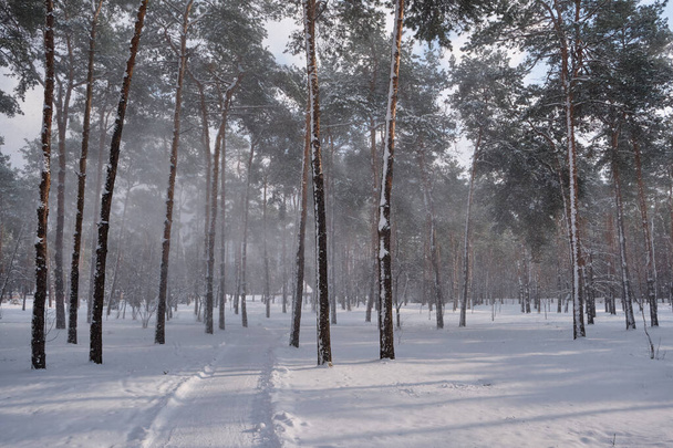 Una serena scena invernale nel parco con pini innevati sotto un cielo soleggiato durante una nevicata - Foto, immagini