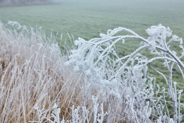 A nyugodt téli reggel egy szelíd köd és finom fagy díszítő növények, ami egy nyugodt és varázslatos hangulatot. - Fotó, kép