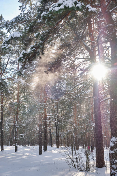 Uma cena serena do parque no inverno com pinheiros adornados na neve sob o sol brilhante. - Foto, Imagem