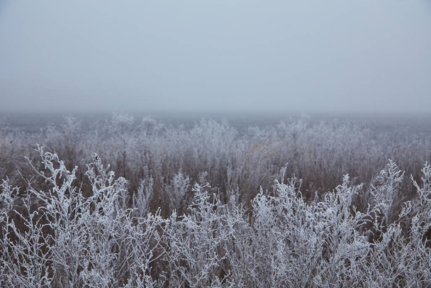 Una scena mistica di inizio inverno che svela la sua magia attraverso la nebbia, mentre gli elementi della natura si intrecciano in una danza eterea. - Foto, immagini