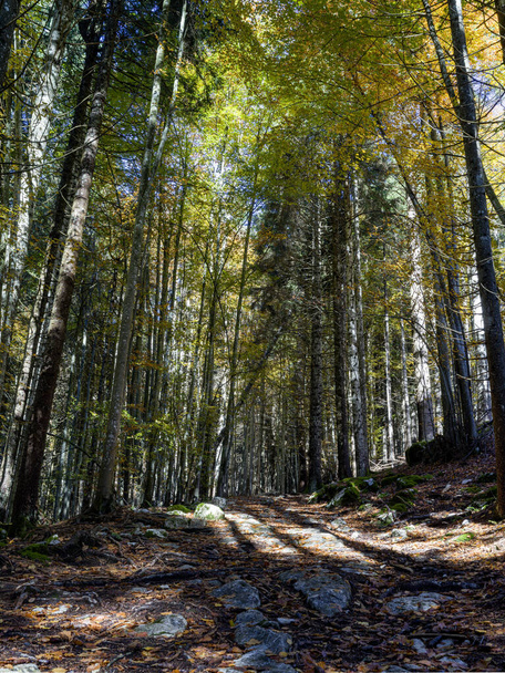 Caminho de montanha na floresta com cores de outono - Foto, Imagem
