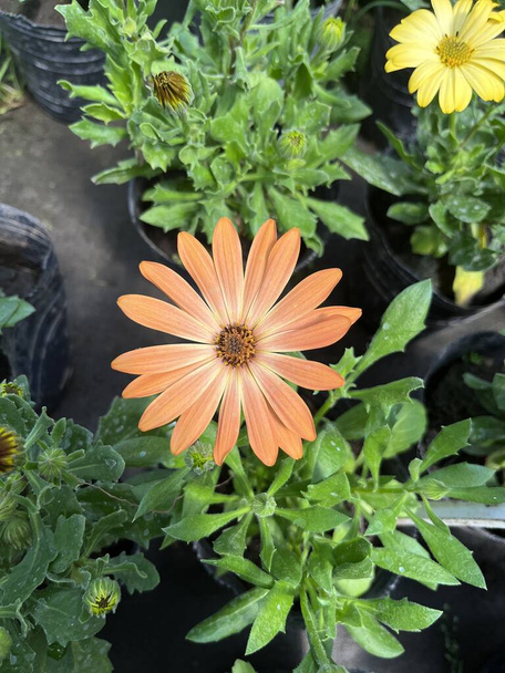 Showy orange flowers in the nursery. Dimorphotheca sinuata - Photo, Image