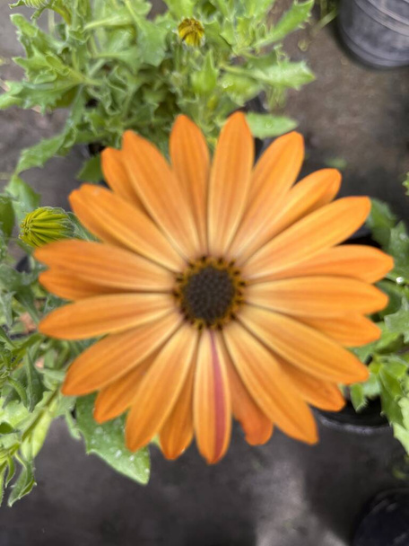 保育園でオレンジ色の花を咲かせました. ディモルフォステカ バラタ - 写真・画像