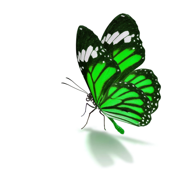 Yeşil kelebek - Fotoğraf, Görsel