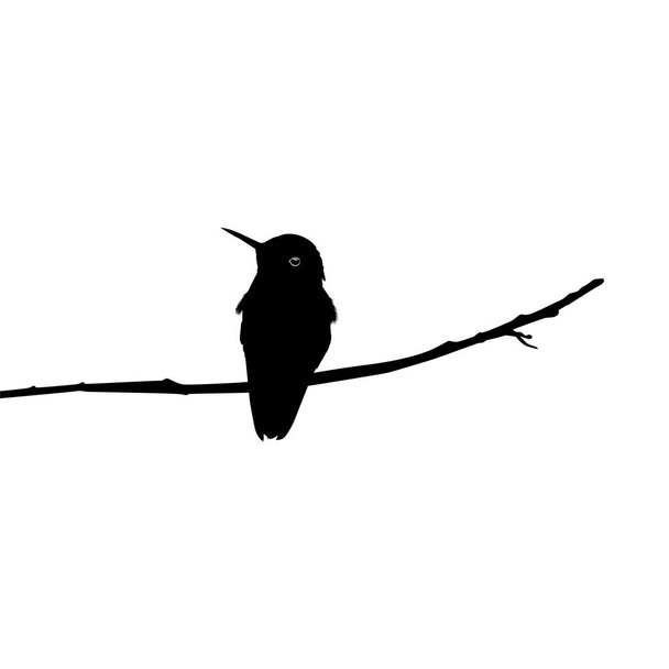 Arroccato Hummingbird Silhouette, può utilizzare Art Illustration, Sito Web, Logo Gram, Pittogramma o elemento di progettazione grafica. Illustrazione vettoriale - Vettoriali, immagini