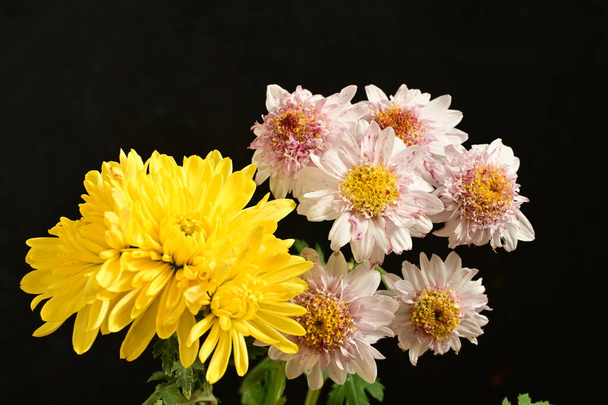 close-up van mooie chrysanten, bloemen  - Foto, afbeelding