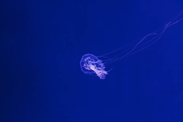 rodaje submarino de la hermosa medusa Amakusa pequeña (Sanderia Malayensis) de cerca - Foto, imagen