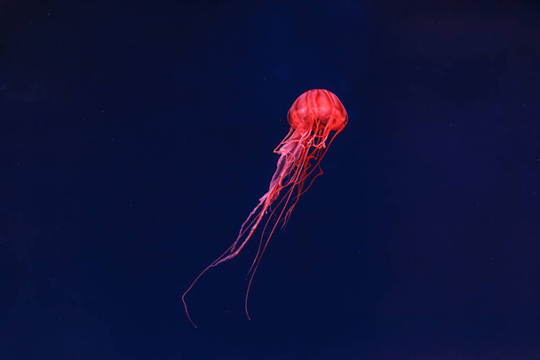 fotografía submarina de bellas medusas japonesas ortiga de mar chrysaora pacifica de cerca - Foto, Imagen