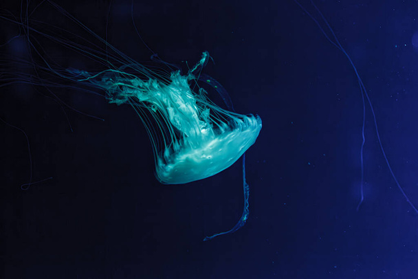 Підводні кадри прекрасної Chrysaora quinquecirha - Фото, зображення