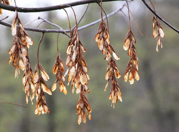 Ώριμοι σπόροι σε κλαδί σφενδάμου (Acer negundo) - Φωτογραφία, εικόνα