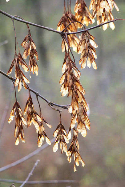Kypsät siemenet vaahteran (Acer negundo) oksalla - Valokuva, kuva