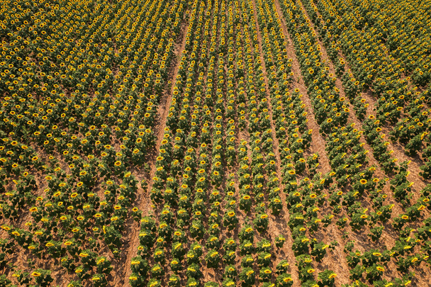 Вид с воздуха с беспилотника из рядов цветущих желтых подсолнухов. Естественный фон. - Фото, изображение
