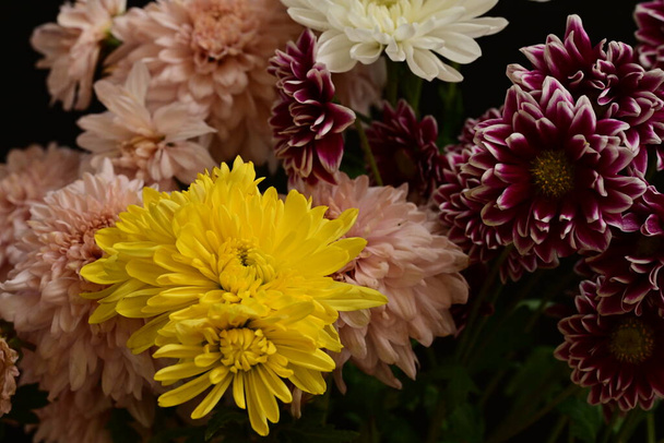 close-up van mooie chrysanten, bloemen  - Foto, afbeelding