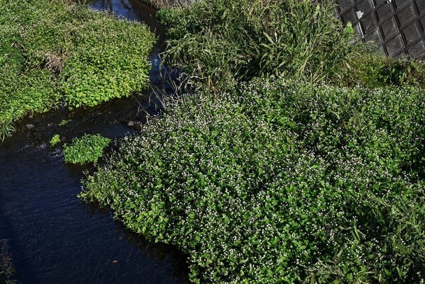 Persicaria thunbergii flores. Polygonaceae plantas anuales. Crece en racimos de agosto a octubre en lugares con abundante agua y alto valor nutricional, como a lo largo de arroyos. - Foto, imagen