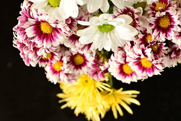 lähikuva kauniita krysanteemeja, kukkia  - Valokuva, kuva