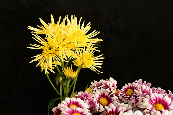 close up από όμορφα χρυσάνθεμα, λουλούδια  - Φωτογραφία, εικόνα