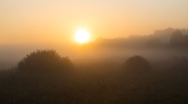 ポーランドの草原で霧の朝 - 写真・画像