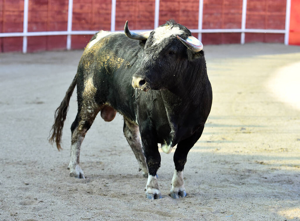 silny byk z dużymi rogami w tradycyjnym spektaklu walki byków w Hiszpanii - Zdjęcie, obraz