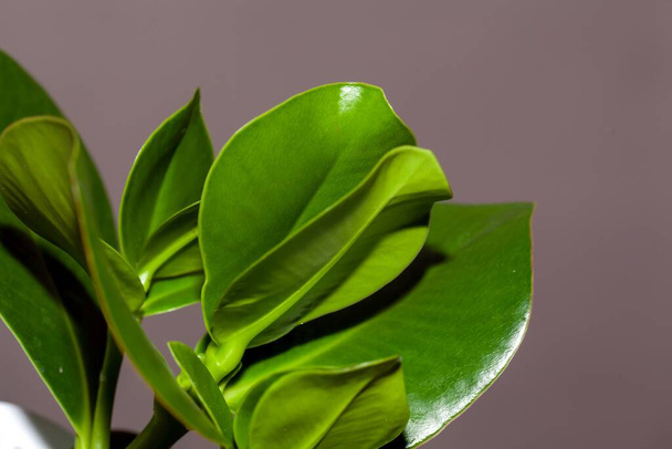 Balzsamalmafa levelei, Clusia rosea - Fotó, kép