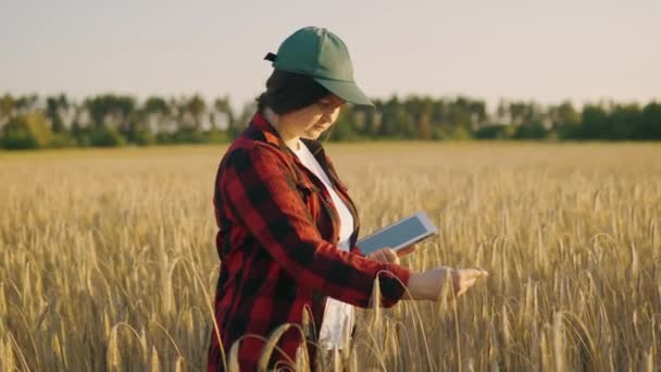 タブレットを備えたアグロニストは,熟した小麦を保持し,検査し,分析を行い,タブレットにデータを入力します.アグロノミストは畑の穀物の収穫を制御します.ビジネス女性は穀物収穫4kを分析します - 映像、動画