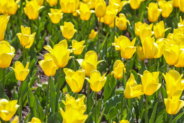 Sarı lalelerden oluşan geniş bir tarla. çiçekler ve botanik - Fotoğraf, Görsel