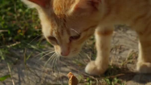 Kot pościg za kawałkiem jedzenia, pierwsza osoba widok kamery POV - Materiał filmowy, wideo
