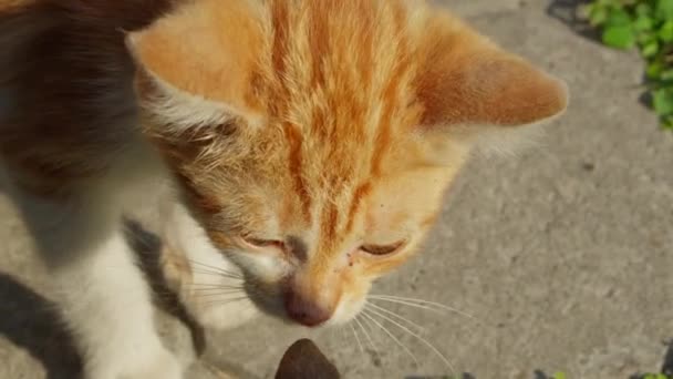 Kat jagen op een stuk voedsel, eerste persoon bekijken POV camera - Video