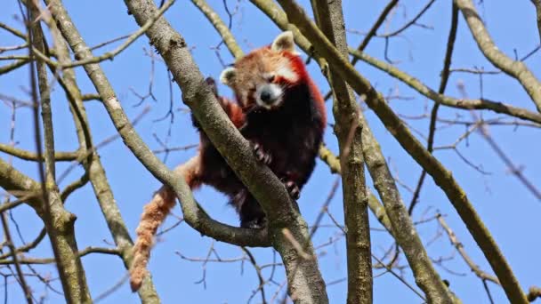 De rode panda, Ailurus fulgens, ook wel de mindere panda genoemd en de rode kattenbeer zittend op een boom. - Video