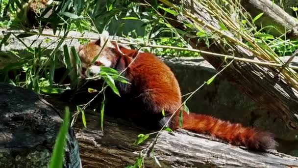 Červená panda, Ailurus fulgens, také volal menší panda a červený kočičí medvěd sedí na stromě. - Záběry, video