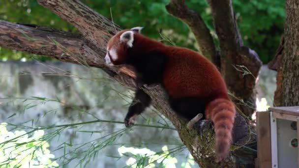 Червона панда, Ailurus fulgens, також називається меншою пандою і червоний ведмідь-кіт сидить на дереві.. - Кадри, відео