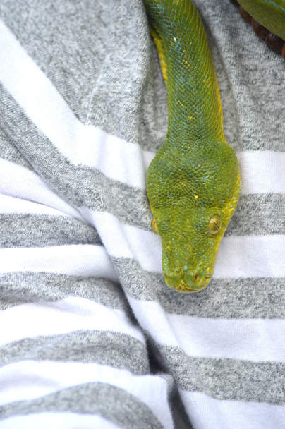 Serpiente verde
 - Foto, imagen