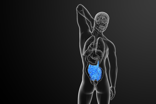 3d ilustración renderizada del intestino delgado
 - Foto, Imagen