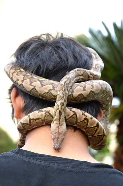 serpiente - Foto, imagen