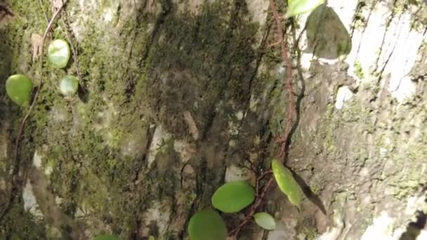 hojas verdes en el árbol - Imágenes, Vídeo