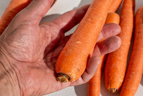 Морква в руці фермера, який оглядає її якість - Фото, зображення