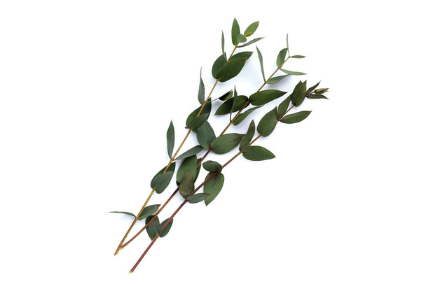Green leaves of eucalyptus on white - Photo, image