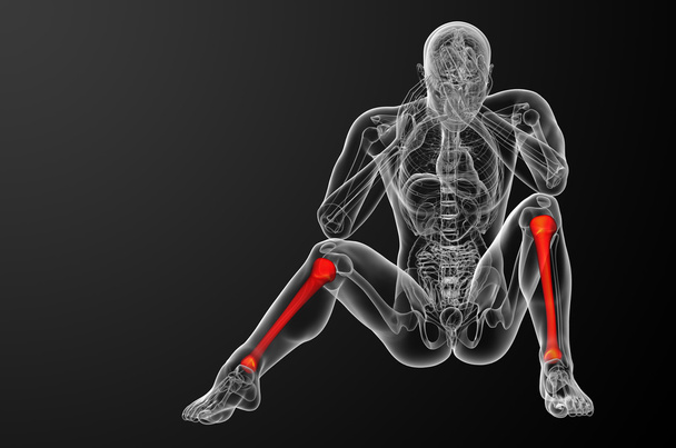 3d rendere illustrazione medica dell'osso della tibia
 - Foto, immagini