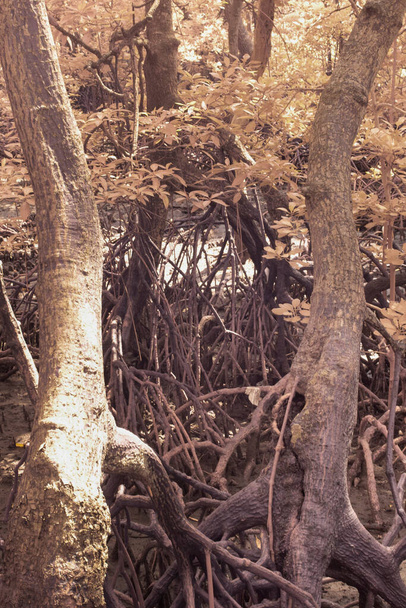 image infrarouge de la forêt de mangroves touffue. - Photo, image