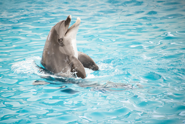 Dolfijn zwemt in water - Foto, afbeelding