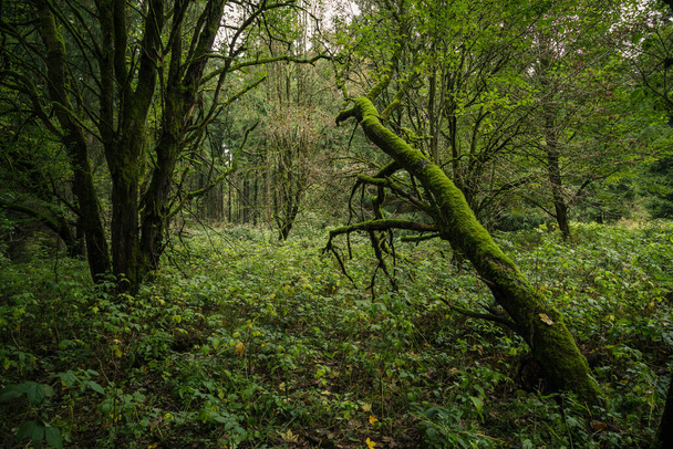 schönen grünen Wald, Natur Hintergrund - Foto, Bild