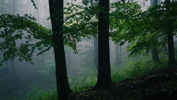 mistig donker bos met bomen - Foto, afbeelding