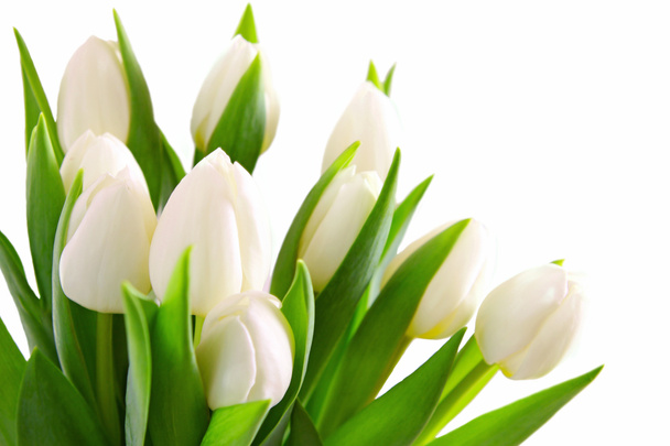 tulipani bianchi sfondo
. - Foto, immagini