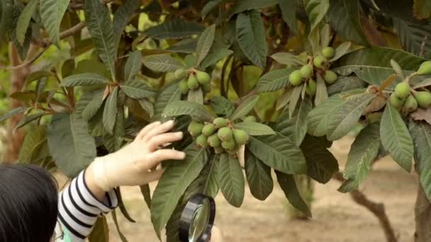Cientista vegetal verificando frutos verdes loquat
 - Filmagem, Vídeo