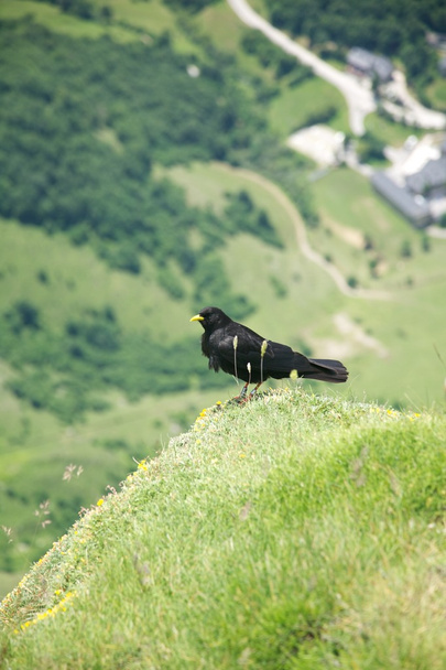 Musta lintu Fuente De 'n yllä
 - Valokuva, kuva