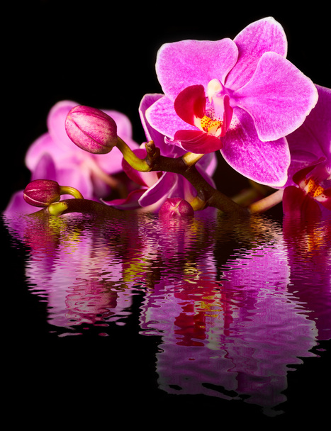 beautiful pink orchid flower background reflected in water - Φωτογραφία, εικόνα