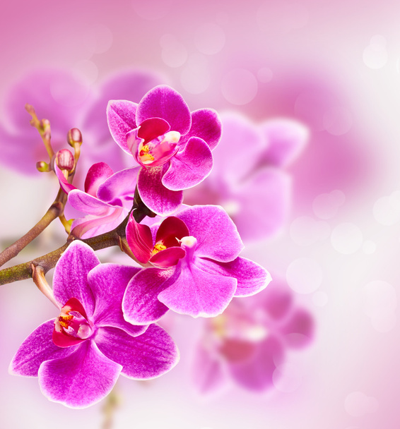 beautiful pink orchid flower  - Фото, зображення