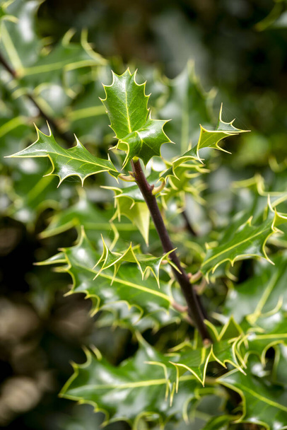 selective focus of common holly leafs (Ilex aquifolium) in a garden with blurred background - Photo, Image