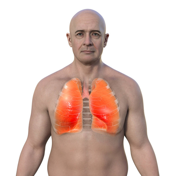 Um homem com pele transparente revelando pulmões saudáveis, ilustração 3D. - Foto, Imagem