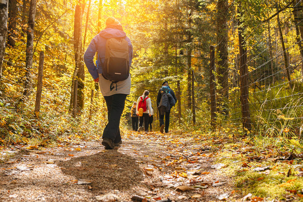 turisti di gruppo a piedi lungo il sentiero forestale con zaini al tramonto - Foto, immagini